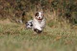 BERGER AUSTRALIEN PUPPIES 213